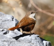 0J6A9861Canyon_Wren