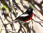 0J6A9877Painted_Redstart