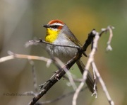 0J6A9908Rufous-capped_Warbler