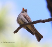 0J6A9919Greater_Pewee