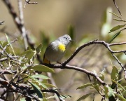 0J6A9922Virginia's_Warbler