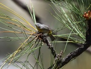 0J6A9935Virginia's_Warbler
