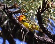 0J6A9963Western_Tanager