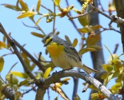 0J6A9973Grace's_Warbler