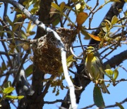 0J6A9977Grace's_Warbler_Building_Nest