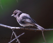 6S3A1308Black-Phoebe