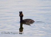 6S3A1316Eared-Grebe