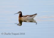 6S3A1338Wilson's_Phalarope