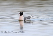 6S3A1362Franklin's_Gull