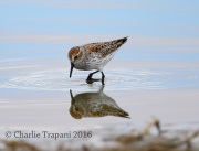 6S3A1372Western_Sandpiper