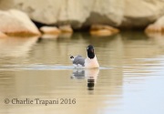 6S3A1386Franklin's_Gull