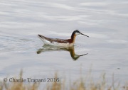 6S3A1395Wilson's_Phalarope