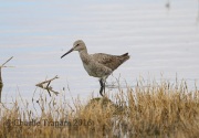 6S3A1399Willet