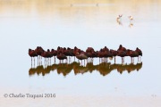 6S3A1409White-Faced_Ibis