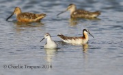 6S3A1452Wilson's_Phalaropes