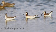 6S3A1455Wilson's_Phalaropes
