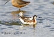 6S3A1474Wilson's_Phalaropes