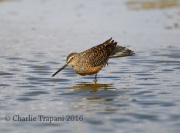6S3A1476Long-Billed_Dowitcher