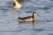 6S3A1483Wilson's_Phalarope