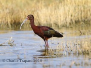 6S3A1487White-Faced_Ibis