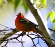 6S3A1505Flame-colored_Tanager