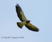 6S3A1546Swainson's_Hawk