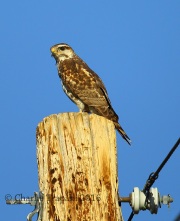 6S3A1557Immature_Gray_Hawk
