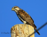 6S3A1559Immature_Gray_Hawk