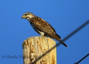 6S3A1566Immature_Gray_Hawk