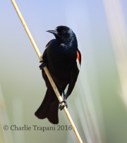 6S3A1574Tricolored_Blackbird