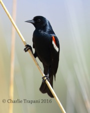 6S3A1582Tricolored_Blackbird