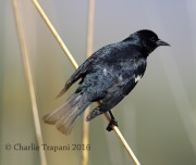6S3A1593Tricolored_Blackbird
