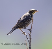 6S3A1638Tricolored_Blackbird