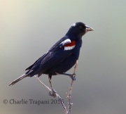 6S3A1665Tricolored_Blackbird