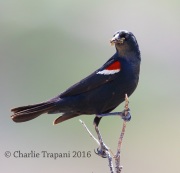 6S3A1682Tricolored_Blackbird