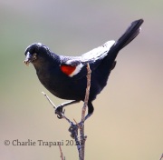 6S3A1696Tricolored_Blackbird