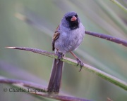 6S3A1729Black-chinned_Sparrow