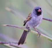 6S3A1736Black-chinned_Sparrow