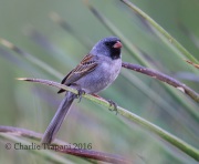 6S3A1747Black-chinned_Sparrow