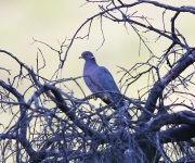 6S3A1753Band-tailed_Pigeon