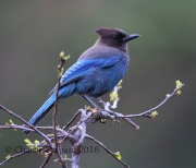 6S3A1765Steller's_Jay