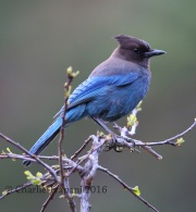 6S3A1767Steller's_Jay