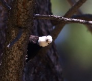 6S3A1784White-Headed_Woodpecker