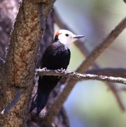 6S3A1788White-Headed_Woodpecker