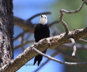 6S3A1817White-Headed_Woodpecker
