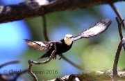 6S3A1825White-Headed_Woodpecker