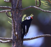 6S3A1870White-Headed_Woodpecker