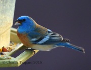 6S3A1908Lazuli_Bunting