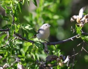 6S3A1921Lucy's_Warbler