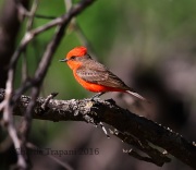 6S3A1927Vermilion_Flycatcher